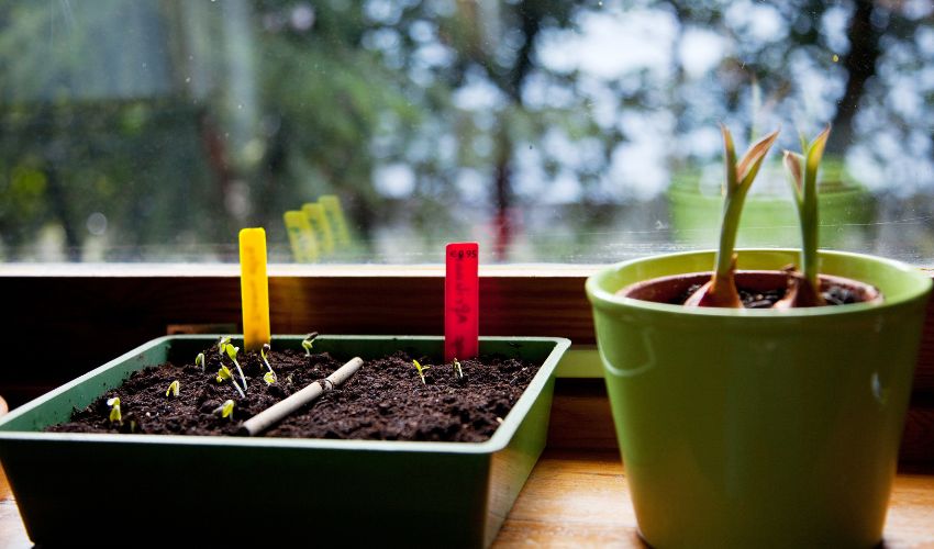 Indoor Gardening: How to Grow Lettuce at Home