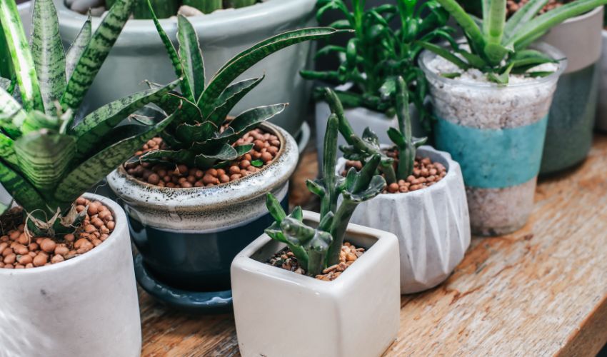 The Ultimate Indoor Plant Care Guide: Tips for Healthy and Thriving Plants